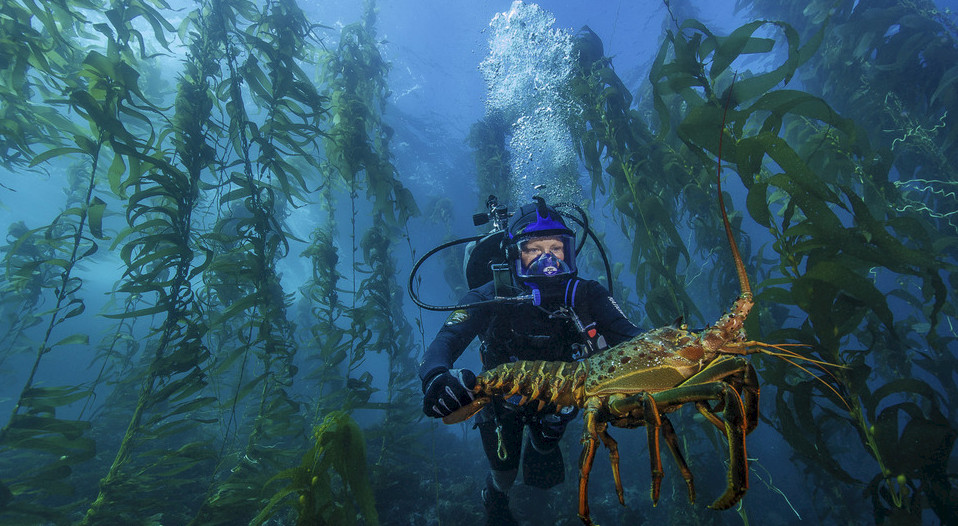An underwater kelp forest in the Channel Islands.