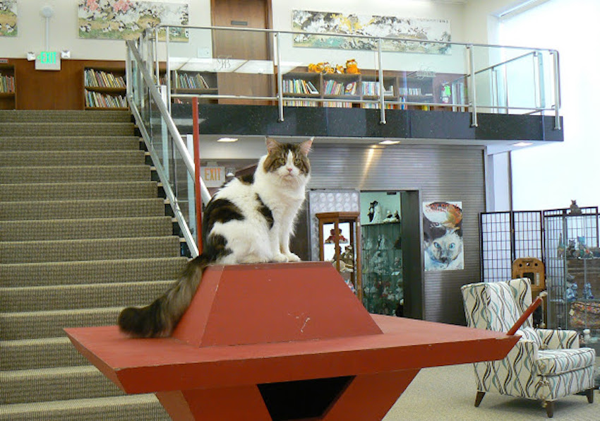 Frank Lloyd Kitty House @ the Feline Historical Museum.