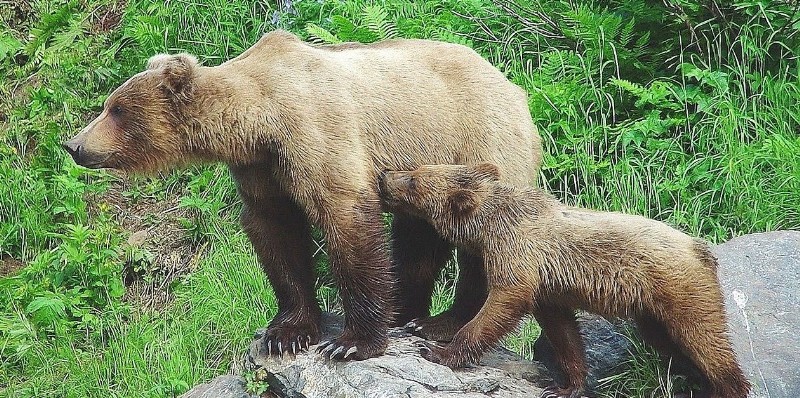 Highlights of Alaska: America's Last Frontier