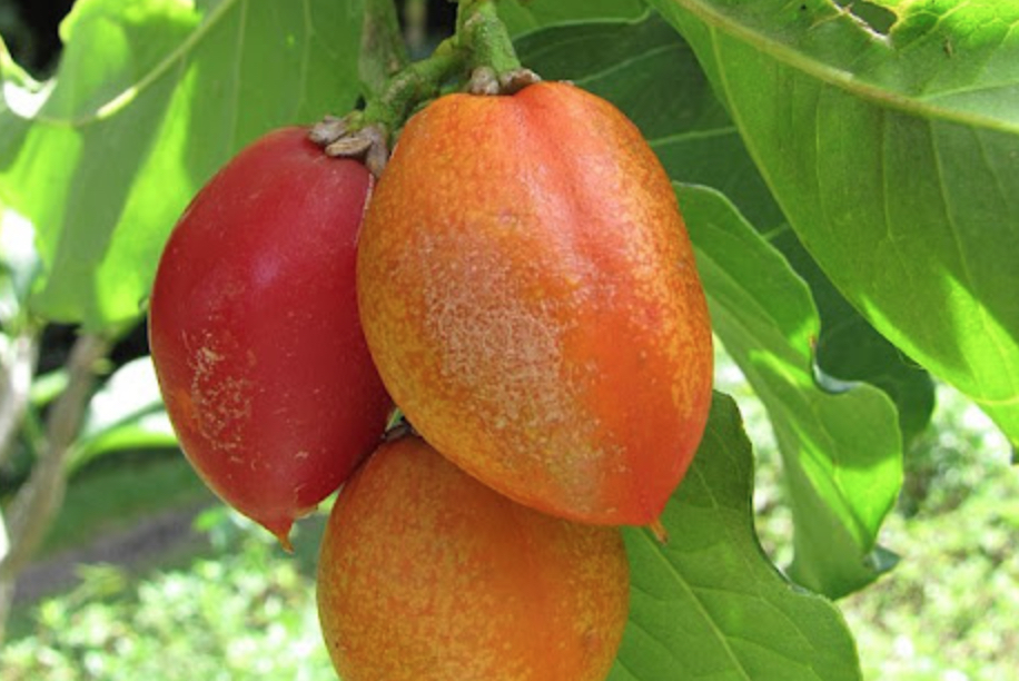 The exotic peanut butter fruit.