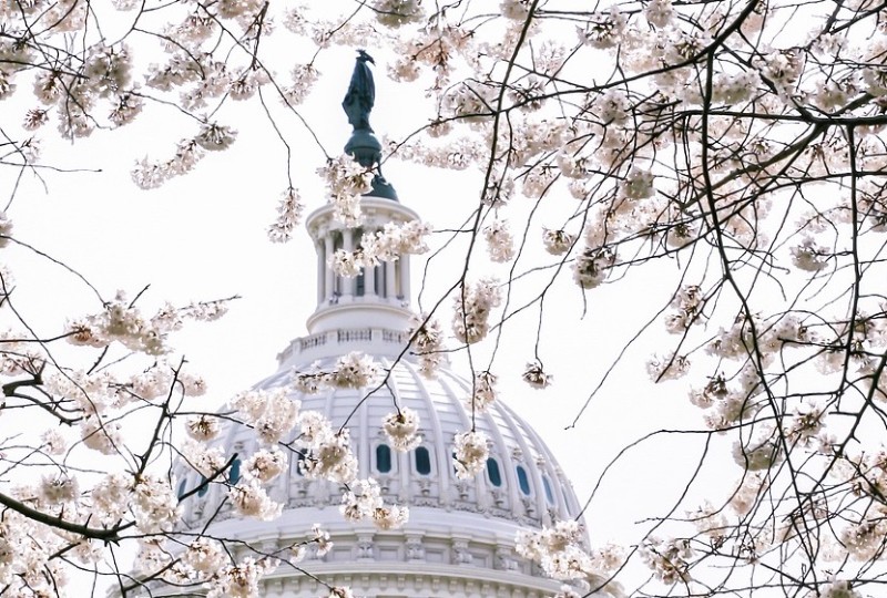 Cherry Blossom Festival & Parade Washington D.C.