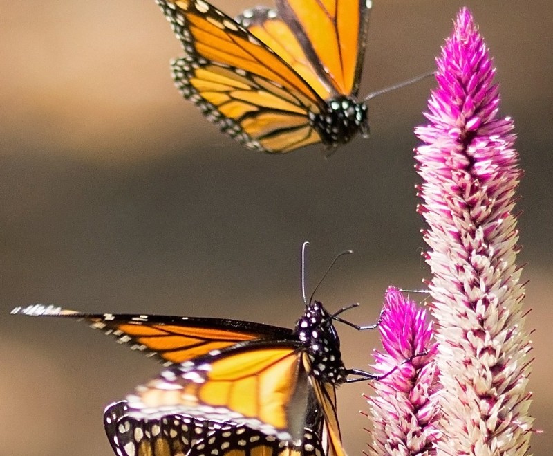 Mexico's Monarch Butterfly Migration Solo Traveler