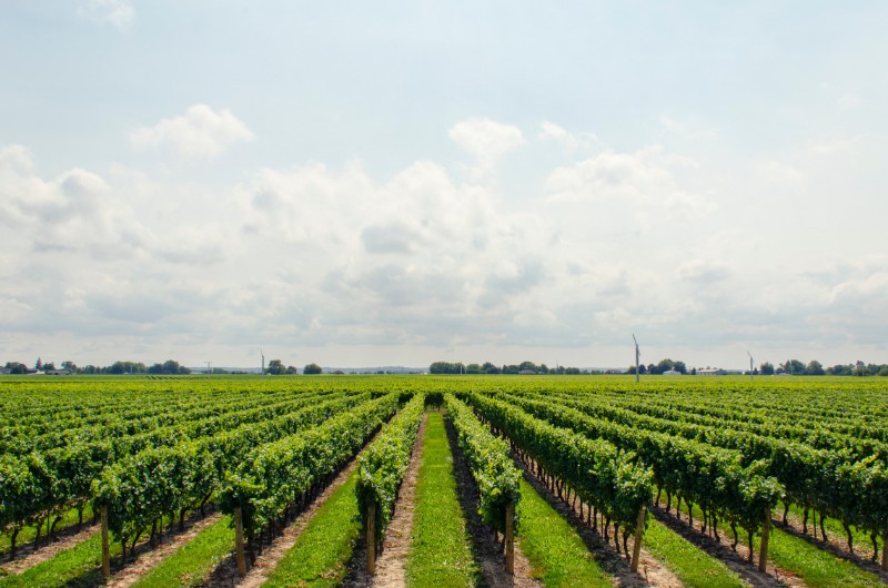 Connecticut Wine Trail - Small Group