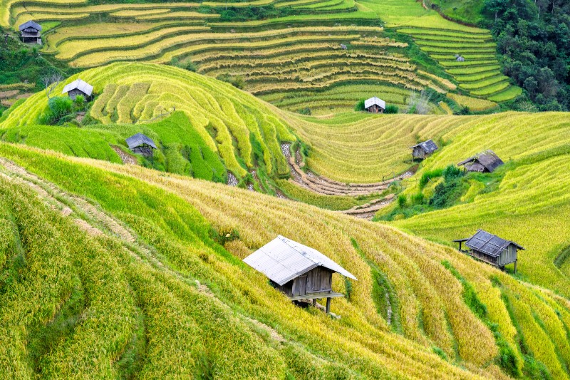 Vietnam In-Depth
