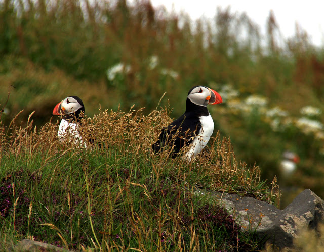 Puffins