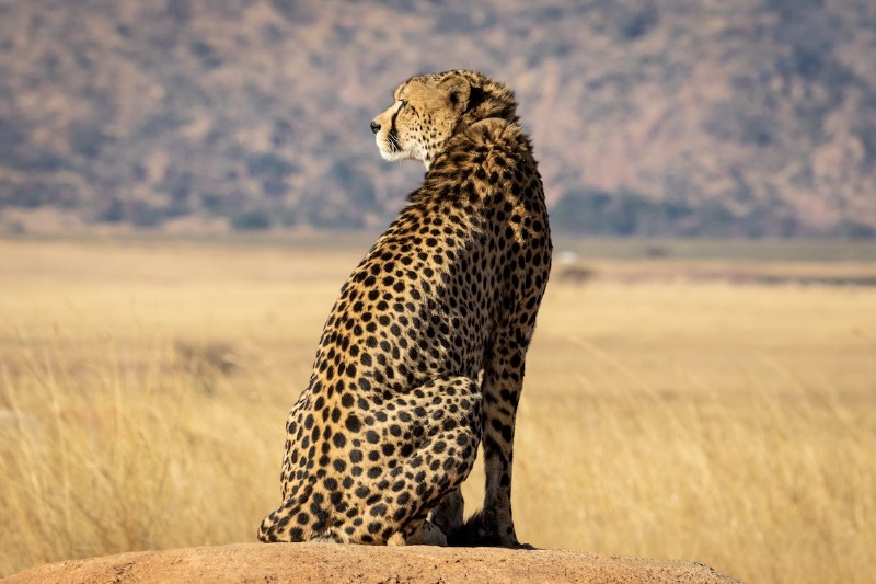 Southern Africa Safari Adventure
